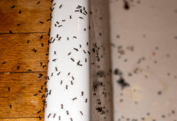 Best Wildlife Control Services  in Taft Heights, CA